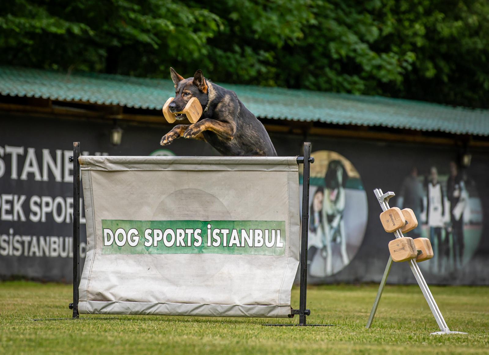 Köpek eğitimi İstanbul galeri fotoğrafı 10