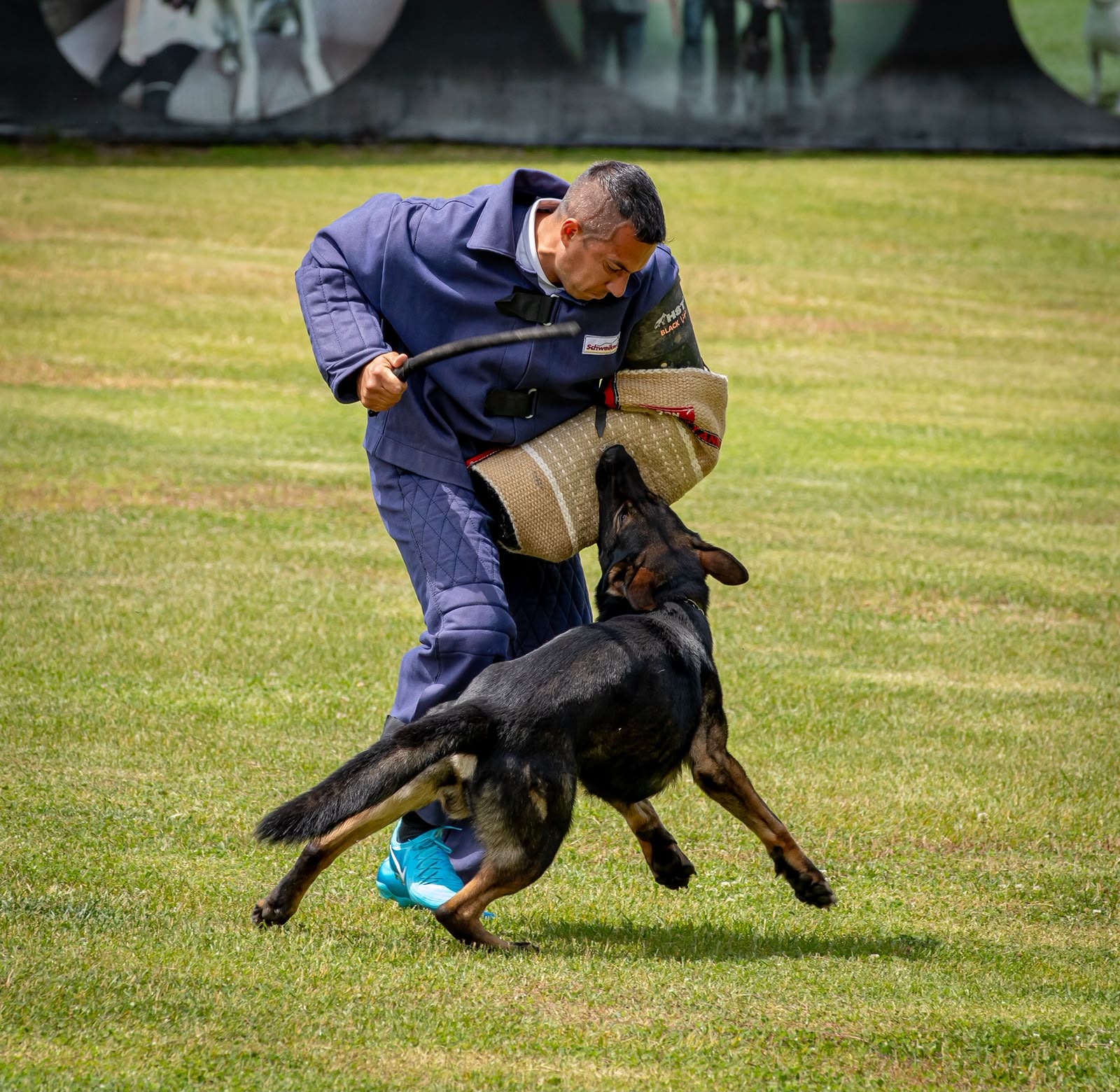 Köpek eğitimi İstanbul galeri fotoğrafı 41