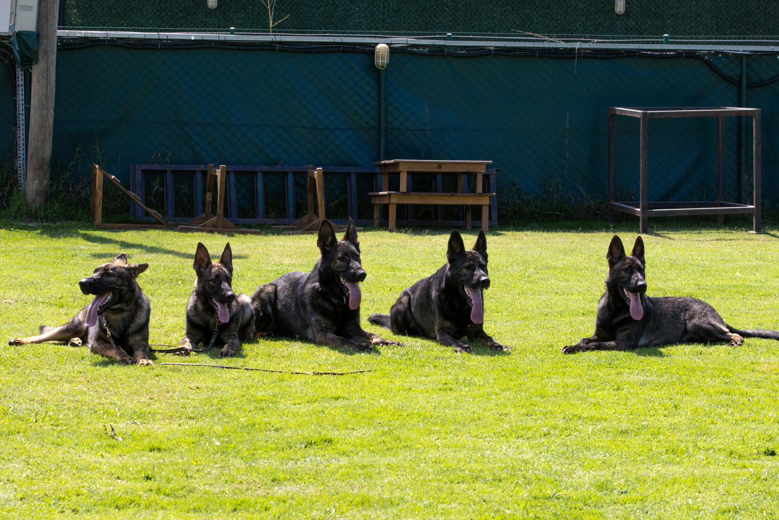 Köpek eğitimi İstanbul galeri fotoğrafı 8