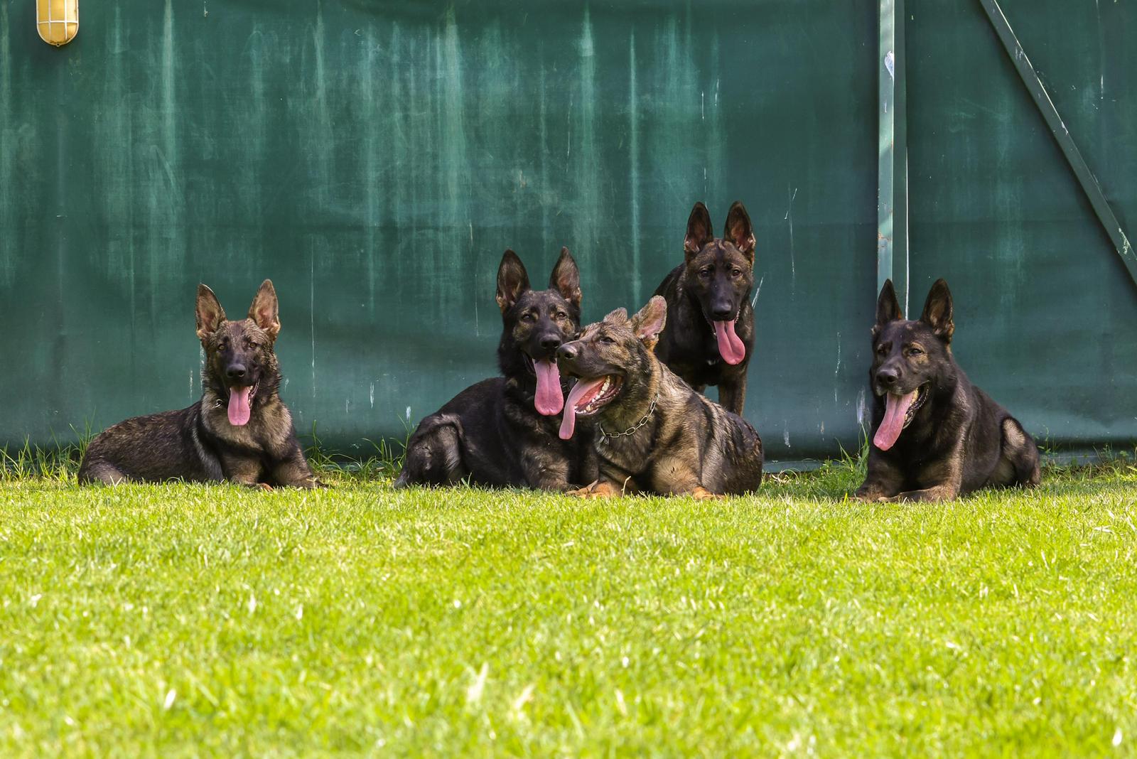 Köpek eğitimi İstanbul galeri fotoğrafı 9