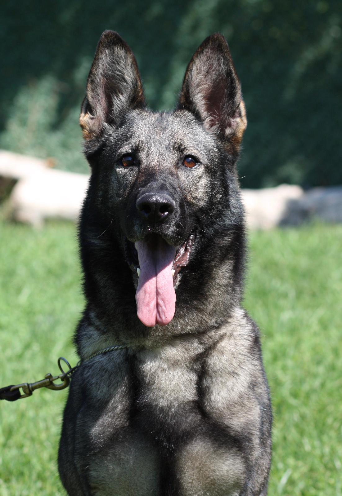Working Line German Shepherd İstanbul