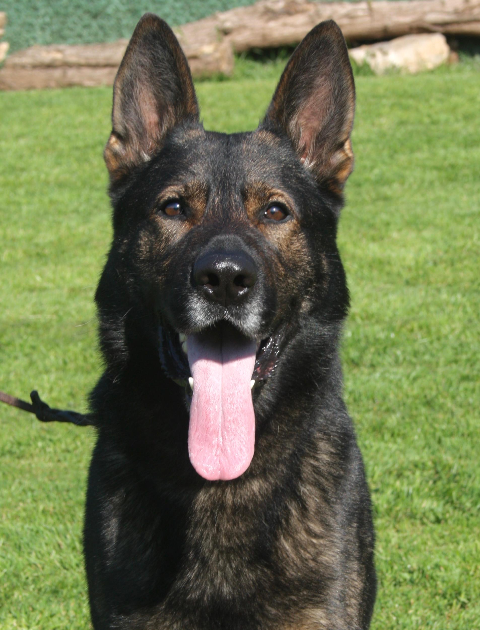 Alman Çoban Köpeği Working Line GSD