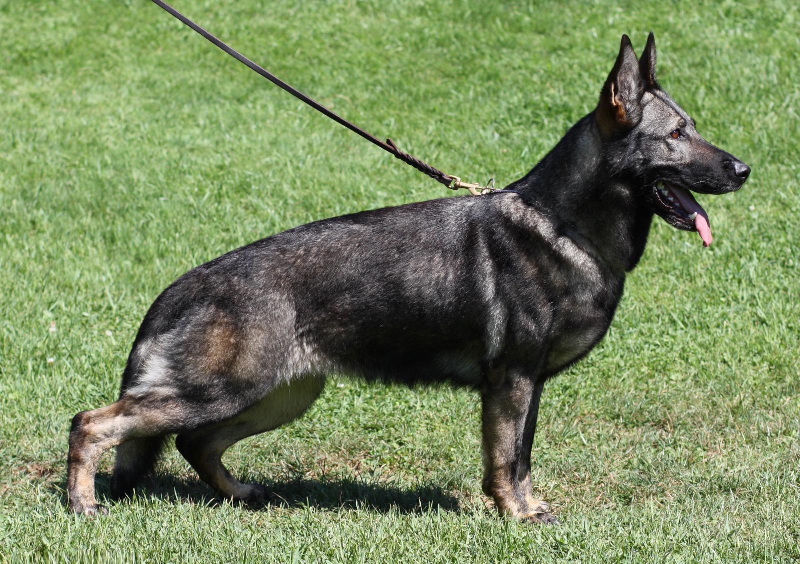 Etna working line German Shepherd duruş