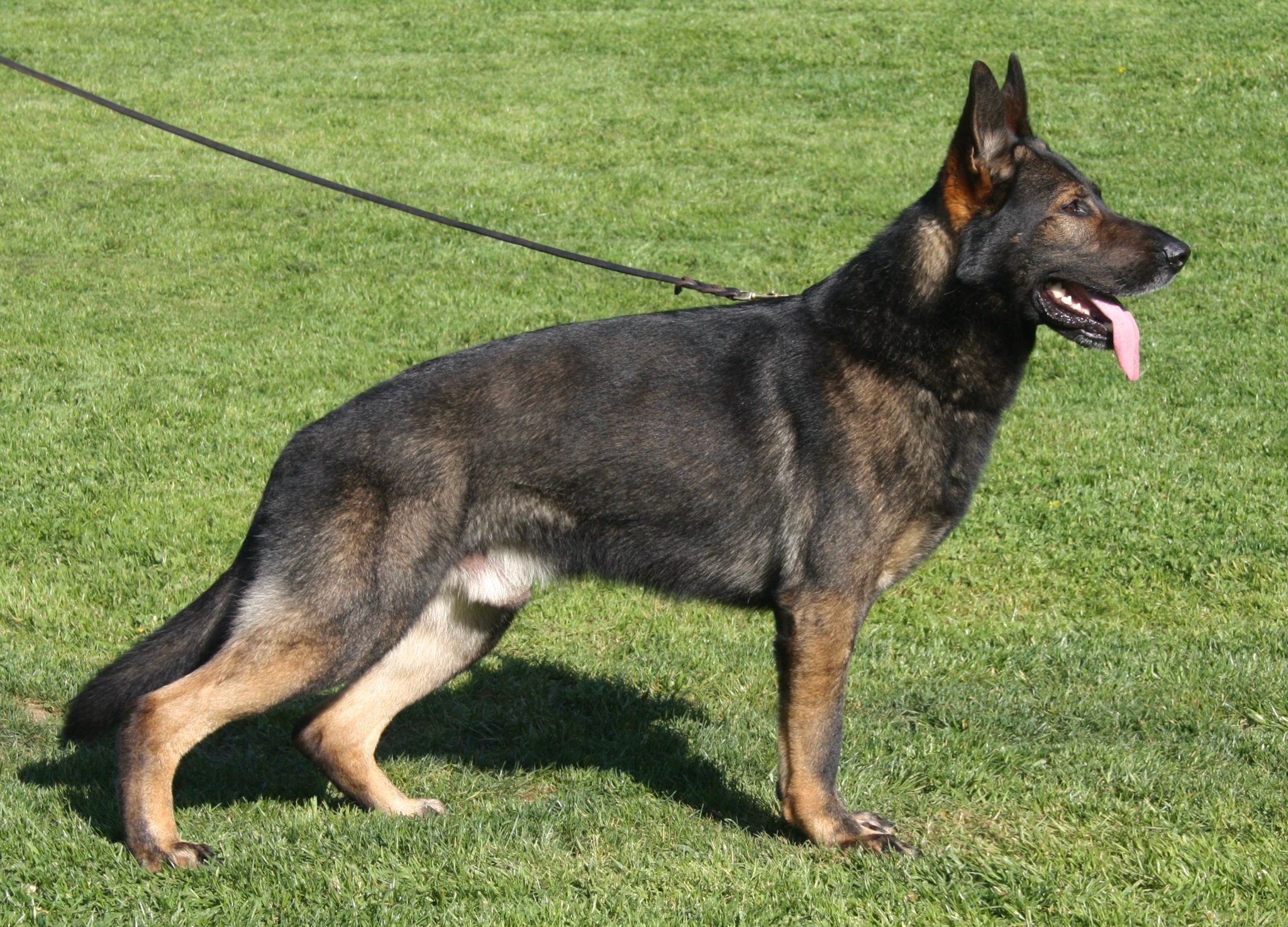 Working Line Alman Çoban Köpeği eğitimi İstanbul