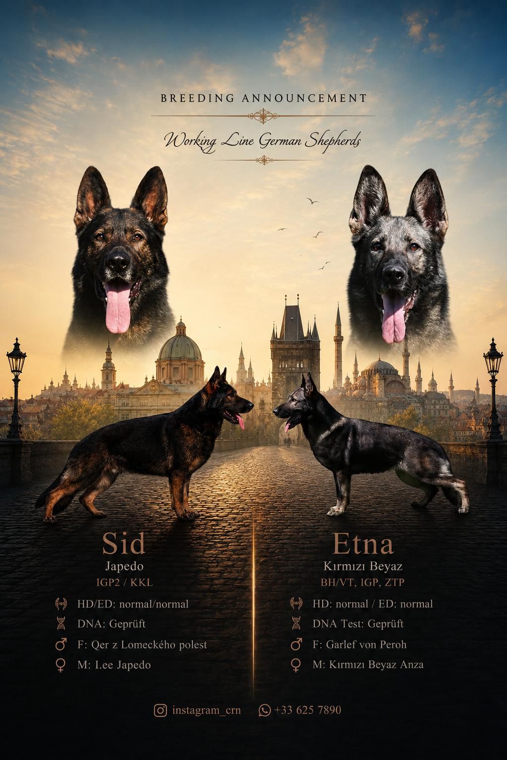 Working Line Alman Çoban Köpeği İstanbul