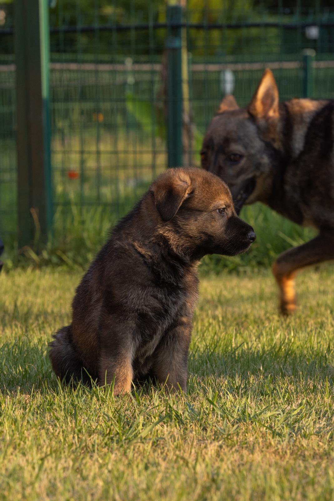 Working line Alman Çoban Köpeği yavru