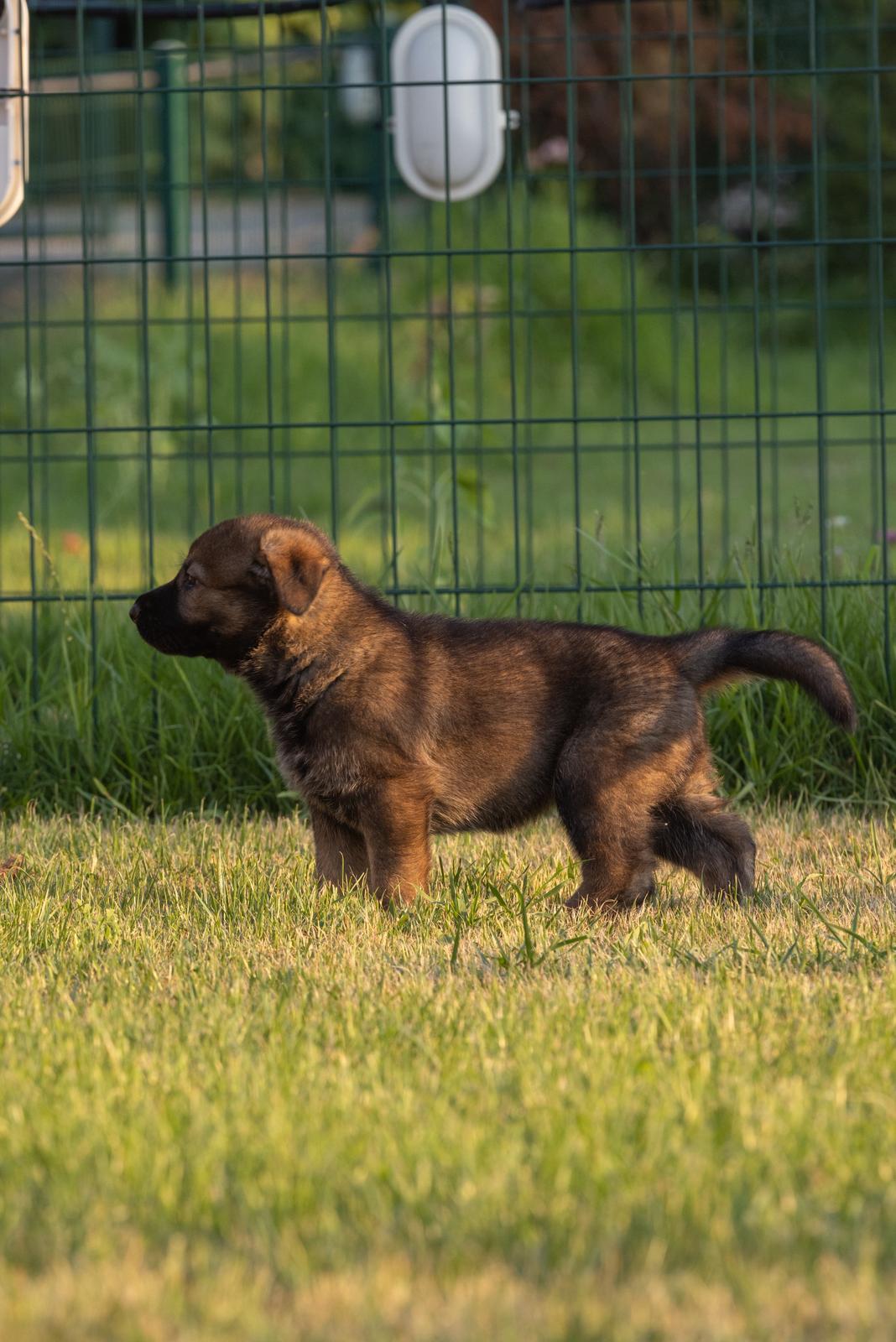 Working line German Shepherd yavru